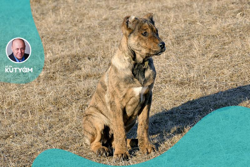 A rejtélyes magyar kutya, amely a I. világháború következtében tűnt el a történelemből: a mai napig folytatják a nyomozást nyomai után.