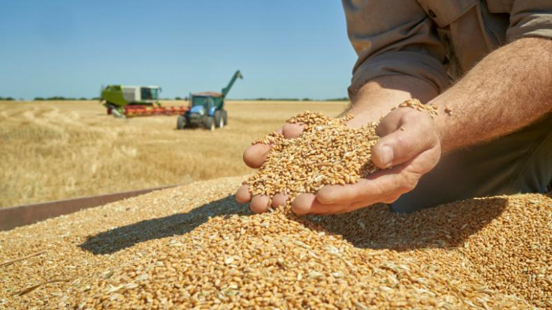 A gabona özöne elárasztja az országot: bemutatjuk a legfrissebb kereskedelmi statisztikákat - Agrárszektor.