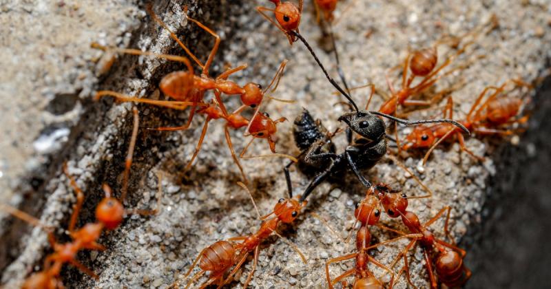 Meglepő felfedezésre bukkantak a tudósok a hangyák haragjával kapcsolatban!