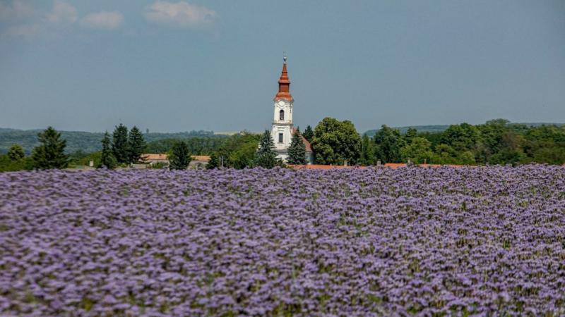 A Balaton-felvidéki falucska határában a mézontófű virágzó mezőin ragyog a napfény. Az idilli tájban a természet szépsége és a falusi élet harmóniája egyedülálló élményt nyújt. A zöldellő dombok között megbújó település minden évszakban varázslatos látván
